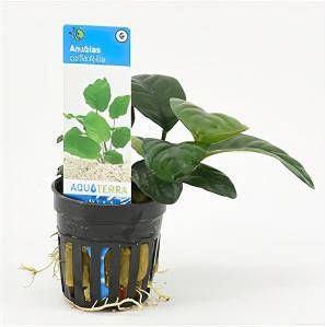 Moerings waterplanten Anubias barteri coffeefolia 6 stuks aquarium plant