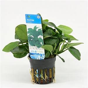 Moerings waterplanten Anubias barteri nana 6 stuks aquarium plant