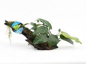 Moerings waterplanten Anubias barteri op drijfhout aquarium plant