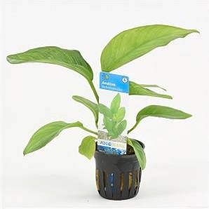 Moerings waterplanten Anubias heterophylla 6 stuks aquarium plant