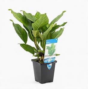 Moerings waterplanten Anubias heterophylla aquarium plant