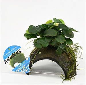 Moerings waterplanten Anubias nana op 3-gaten kokosnoot 3 stuks aquarium plant