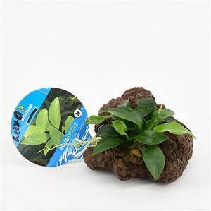 Moerings waterplanten Anubias nana op vulkanische rots aquarium plant