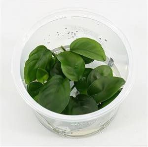 Moerings waterplanten Anubias nangi 3 stuks aquarium plant