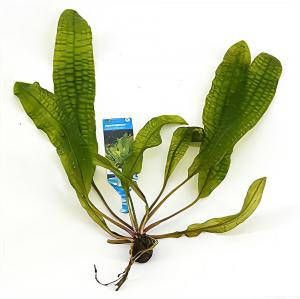 Moerings waterplanten Aponogeton boivinianus 3 stuks aquarium plant