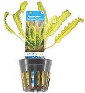 Moerings waterplanten Aponogeton longiplumulosus 6 stuks aquarium plant