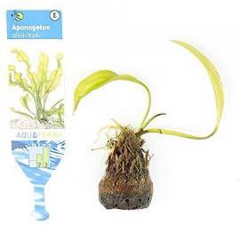 Moerings waterplanten Aponogeton ulvaceus 3 stuks aquarium plant