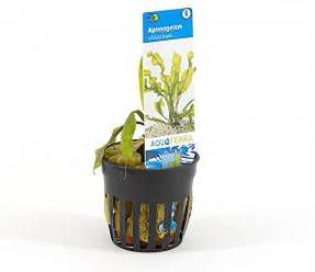 Moerings waterplanten Aponogeton ulvaceus 6 stuks aquarium plant