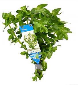 Moerings waterplanten Bacopa amplexicaulis (caroliniana) 10 stuks aquarium plant