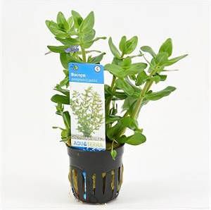 Moerings waterplanten Bacopa amplexicaulis (caroliniana) 6 stuks aquarium plant