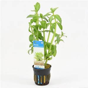 Moerings waterplanten Bacopa madagascariensis 6 stuks aquarium plant