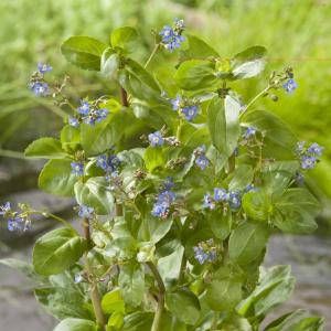 Moerings waterplanten Beekpunge (Veronica beccabunga) moerasplant (6-stuks)