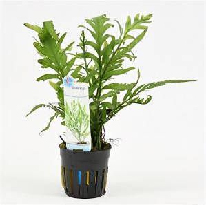 Moerings waterplanten Bolbitis heudelotii 6 stuks aquarium plant