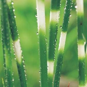 Moerings waterplanten Bonte mattenbies (Scirpus tabernaemontani “Zebrinus”) moerasplant (6-stuks)