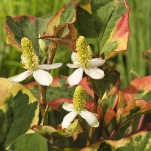 Moerings waterplanten Bonte moerasanemoon (Houttuynia cordata “Chameleon”) moerasplant (6-stuks)