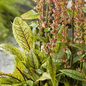 Moerings waterplanten Bonte waterzuring (Rumex sanguinea) moerasplant (6-stuks)