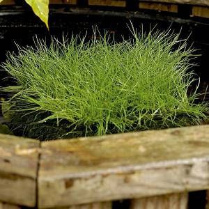 Moerings waterplanten Borstelbies (Scirpus isolepsis) zuurstofplant (10-stuks)