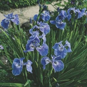 Moerings waterplanten Borstelige iris (Iris Setosa) moerasplant (6-stuks)