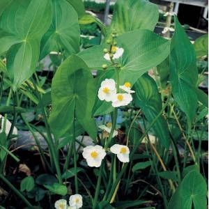 Moerings waterplanten Breed pijlkruid (Sagittaria latifolia) moerasplant (6-stuks)