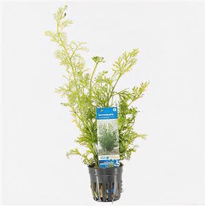 Moerings waterplanten Ceratopteris siliquosa 6 stuks aquarium plant