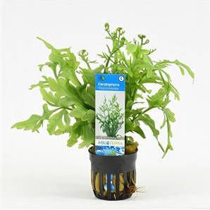 Moerings waterplanten Ceratopteris thalictroides 6 stuks aquarium plant