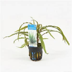Moerings waterplanten Cryptocoryne balansae 6 stuks aquarium plant