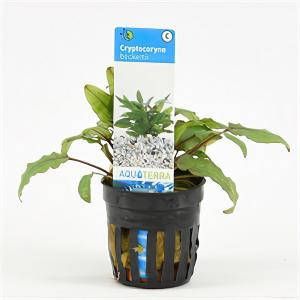 Moerings waterplanten Cryptocoryne beckettii 6 stuks aquarium plant