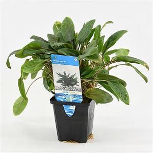 Moerings waterplanten Cryptocoryne beckettii aquarium plant