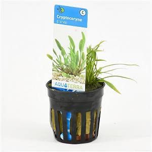 Moerings waterplanten Cryptocoryne parva 6 stuks aquarium plant