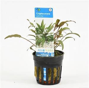 Moerings waterplanten Cryptocoryne petchii 6 stuks aquarium plant