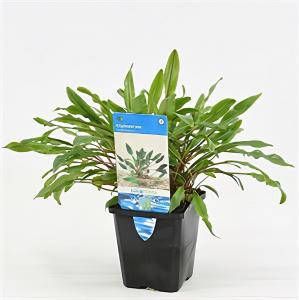 Moerings waterplanten Cryptocoryne undulata aquarium plant