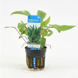 Moerings waterplanten Cryptocoryne walkerii 6 stuks aquarium plant