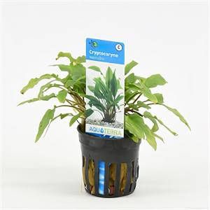 Moerings waterplanten Cryptocoryne wendtii 6 stuks aquarium plant