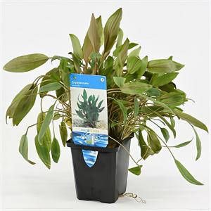 Moerings waterplanten Cryptocoryne wendtii aquarium plant