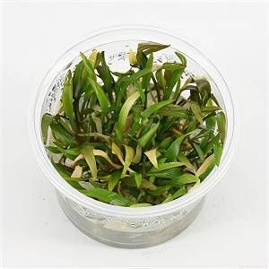 Moerings waterplanten Cryptocoryne willisii 3 stuks aquarium plant