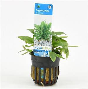 Moerings waterplanten Cryptocoryne willisii 6 stuks aquarium plant