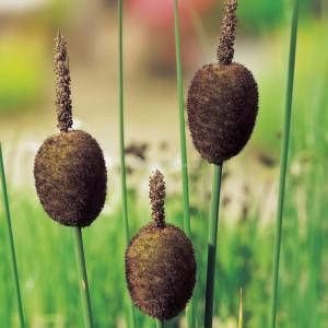 Moerings waterplanten Dwerglisdodde (Typha minima) moerasplant (6-stuks)