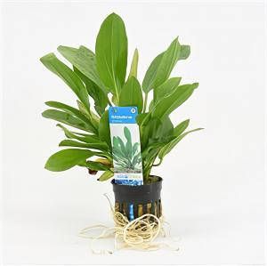 Moerings waterplanten Echinodorus granat 6 stuks aquarium plant