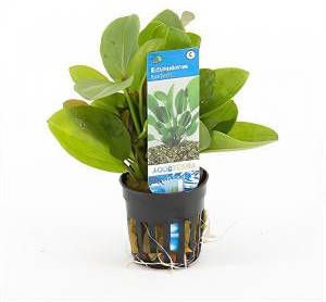 Moerings waterplanten Echinodorus harbich 6 stuks aquarium plant