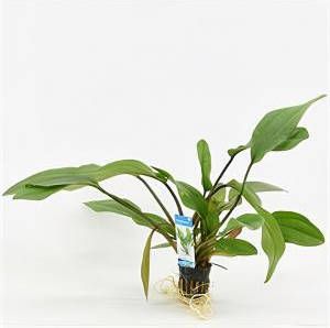 Moerings waterplanten Echinodorus impaii 6 stuks aquarium plant