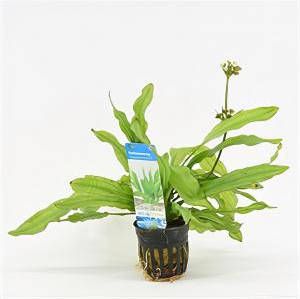 Moerings waterplanten Echinodorus major martii 6 stuks aquarium plant