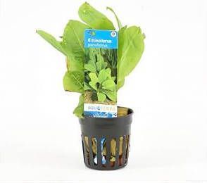 Moerings waterplanten Echinodorus parviflorus 6 stuks aquarium plant