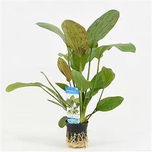 Moerings waterplanten Echinodorus regine hildebrandt 6 stuks aquarium plant