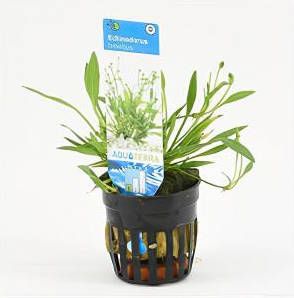 Moerings waterplanten Echinodorus tenellus 6 stuks aquarium plant