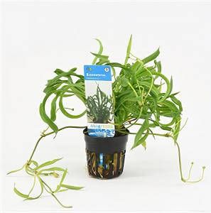 Moerings waterplanten Echinodorus vesuvius 6 stuks aquarium plant