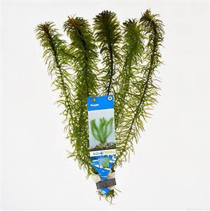 Moerings waterplanten Egeria densa 10 stuks aquarium plant