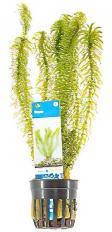 Moerings waterplanten Egeria densa 6 stuks aquarium plant