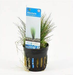 Moerings waterplanten Eleocharis acicularis 6 stuks aquarium plant