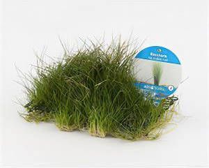 Moerings waterplanten Eleocharis grasop op matje 3 stuks aquarium plant