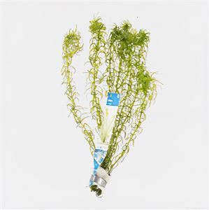 Moerings waterplanten Elodea canadensis 10 stuks aquarium plant